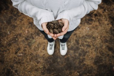 Köknar kozalakları dişilerin elinde. Üst manzara, yakın çekim, bulanıklık. Sonbahar sarı yapraklarının arka planında