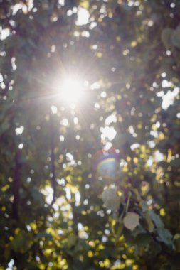 Yaprakların arasından güneşi ve güneş ışınlarını bulanık görebilirsin.