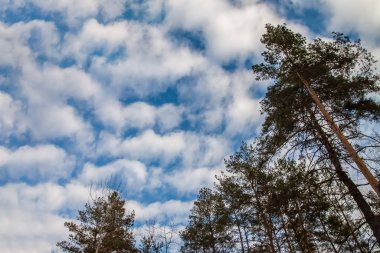 mavi-gri kış gökyüzünün arka planında bulutlu çam dalları