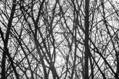 Gökyüzünün arka planında kış dalları ve siyah beyaz güneş ışınları, tek renk.