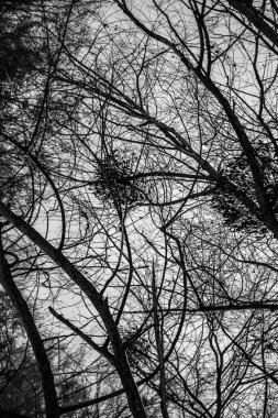 Kış Gri Gökyüzü ve ağaçtaki ökseotu