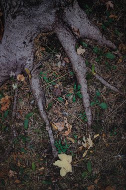 Güçlü kökler. Dünyayı tutan eski bir kayın ağacının kalın kökleri.