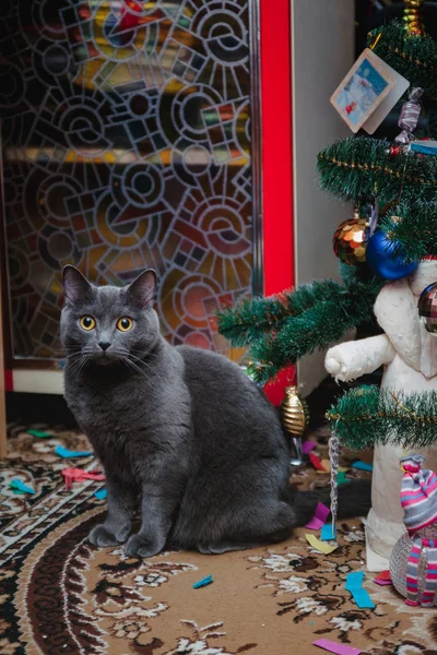 Britisch graue Katze sitzt neben einem Weihnachtsbaum mit Geschenken. — Stockfoto