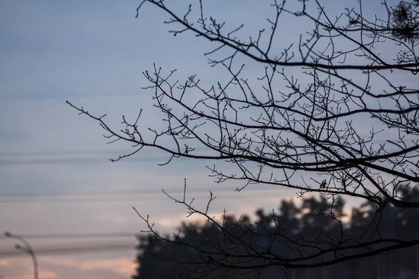 ピンクの空を背景にした風景シルエットの松の枝 — ストック写真