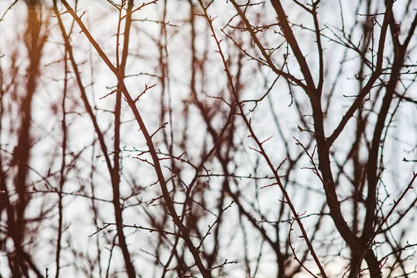 하늘 과 태양을 배경으로 한 겨울 가지들 — 스톡 사진