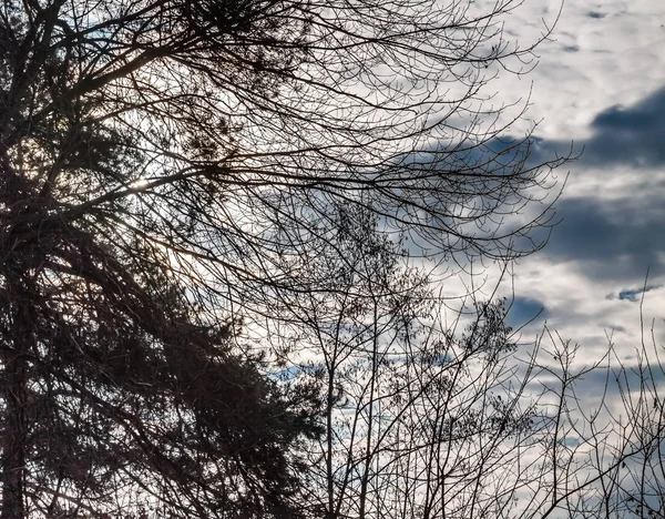 Paisaje ramas de pino sobre un fondo de cielo de invierno azul-gris con nubes — Foto de Stock