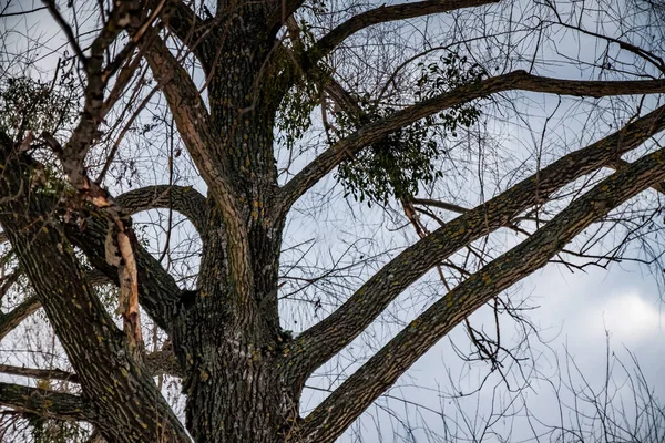 Paisaje ramas de pino sobre un fondo de cielo de invierno azul-gris con nubes —  Fotos de Stock