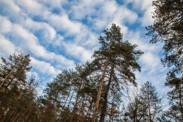 雲のある青灰色の冬の空を背景にした風景松の枝 — ストック写真