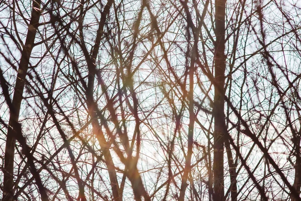 Winter branches on the background of sky and sun rays — Stock Photo, Image