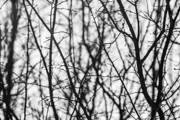 Winter branches on a background of sky and sun rays in black and white, monochrome — Stock Photo, Image