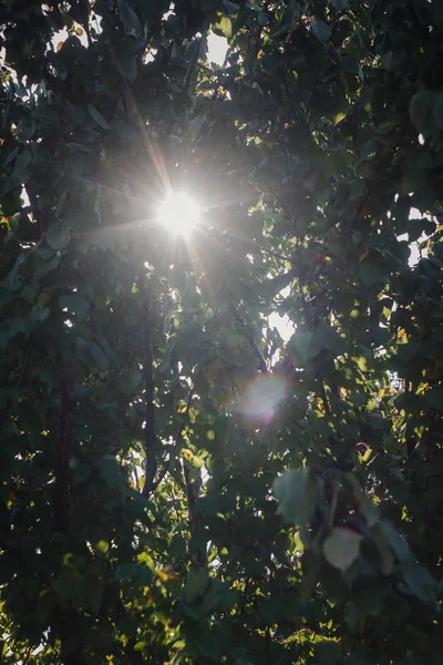 À travers les feuilles, vous pouvez voir le soleil et les rayons du soleil dans le flou — Photo