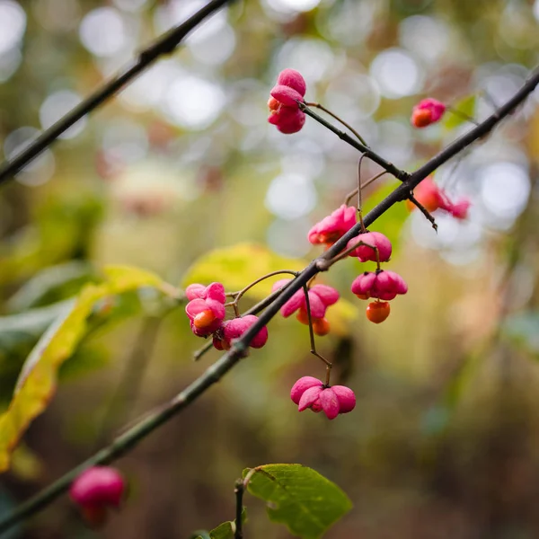 분홍빛 가을 장과들, 붉은 빛으로 덮인 숲 속의 열매들 — 스톡 사진