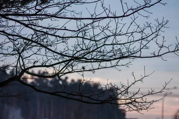 Landscape silhouette pine branches against the sunset pink sky — 스톡 사진