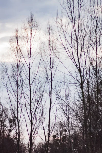 Landscape pine branches on a background of blue-gray winter sky with clouds — 스톡 사진