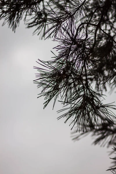 Snow pine branches with cones isolated on white — Stock Photo, Image