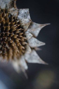 Eski bir ağaç ve evin arka planında ayçiçeği çiçekleri olan kurumuş bir çalı. Sonbahar kasvetli havası. Soyut fotoğraf. Seçici odaklanma. Yakın plan..
