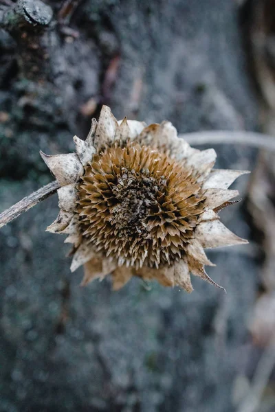 Withered bush with sunflower flowers on a background of an old tree and a house. Autumn gloomy mood. Abstract photo. Selective focus. Close-up. — Stock Photo, Image