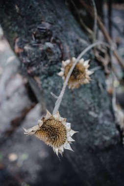 Eski bir ağaç ve evin arka planında ayçiçeği çiçekleri olan kurumuş bir çalı. Sonbahar kasvetli havası. Soyut fotoğraf. Seçici odaklanma. Yakın plan..
