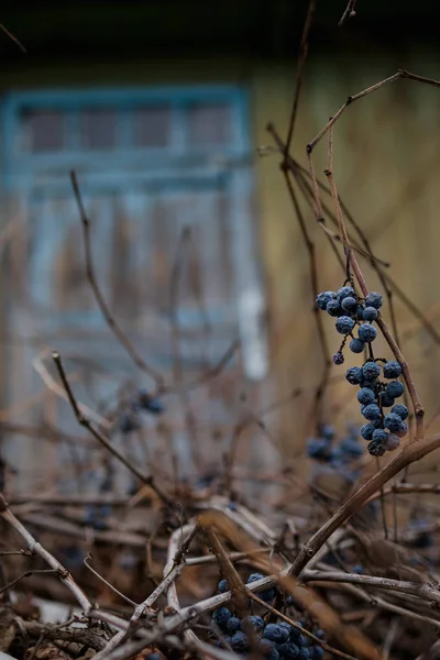 Raisins bleus sauvages d'automne sur une vigne séchée avec des feuilles sèches sur un vieux mur de la maison. Espace de copie — Photo