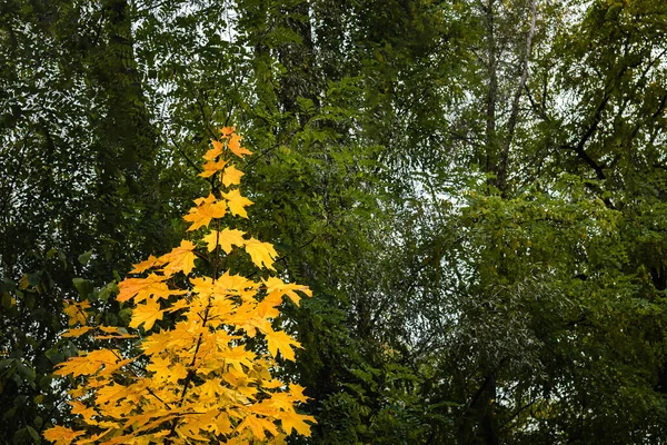 Landschap, esdoorn struik-boom met herfst helder gele bladeren op een achtergrond van groene bomen in het bos. Selectieve focus, kopieerruimte — Stockfoto