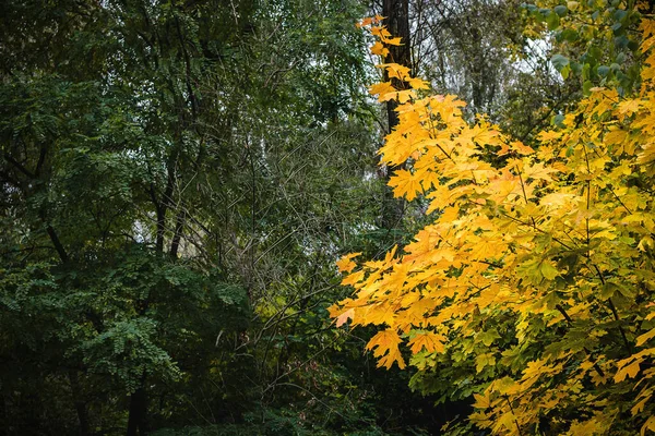 Landschap, esdoorn struik-boom met herfst helder gele bladeren op een achtergrond van groene bomen in het bos. Selectieve focus, kopieerruimte — Stockfoto