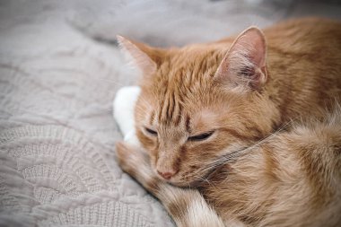 Kızıl kedi gri bir kanepede uyuyor.