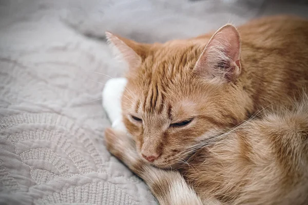 Κόκκινη γάτα ξαπλώνει-κοιμάται σε ένα γκρι καναπέ — Φωτογραφία Αρχείου