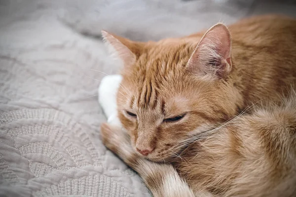 Rode kat ligt-slapend op een grijze bank — Stockfoto