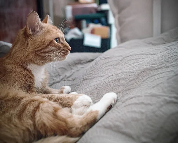 Um gato vermelho jaz em um sofá cinza e olha atentamente na frente dele. Espaço de cópia . — Fotografia de Stock