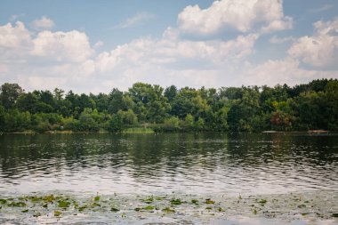 Yaz manzarası, nehir kıyısındaki yeşil orman. Su zambakları ve güneşli bir günde bulutlu mavi bir gökyüzü.