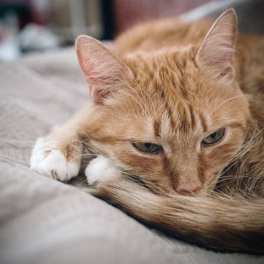 Kızıl kedi gri bir kanepede uyuyor.