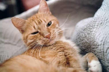 Kızıl kedi gri bir kanepede uyuyor.