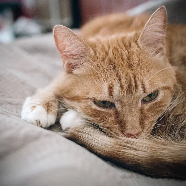 Czerwony kot leży śpiący na szarej sofie — Zdjęcie stockowe