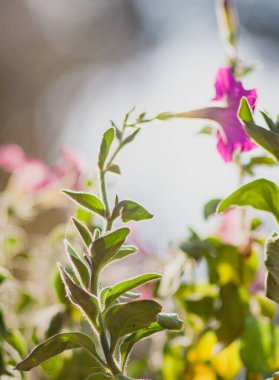 Petunya çiçeği güzel gün ışığında. Yakın plan. Uzayı kopyala Bulanık, seçici odaklanma.