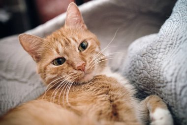 Kızıl kedi gri bir kanepede uyuyor.