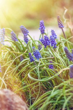 Muscari bahçede, güneş ışığında mavi çiçekler açıyor. Seçici odaklanma. Bulanık