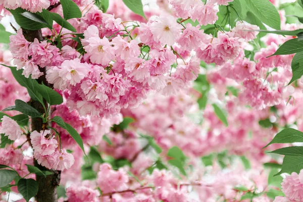 Tło od różowego sakura kwiaty w kwitną na drzewie w słońcu. zbliżenie, selektywne skupienie, rozmycie. Przestrzeń kopiowania. — Zdjęcie stockowe