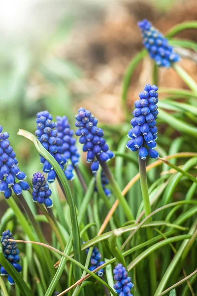 Muscari jarní modré květy na zahradě, na slunci. Selektivní soustředění. Skvrna — Stock fotografie