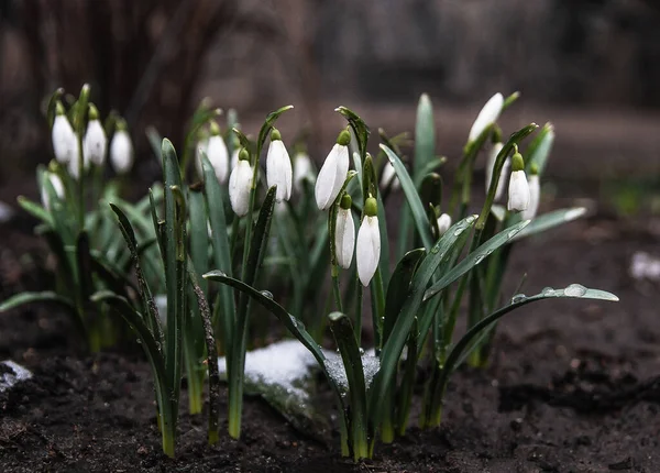 春の花は、太陽の光、光線で森の中で白い雪が降る。選択的フォーカス、ぼかす。概念は、春の初め。スペースのコピー. — ストック写真