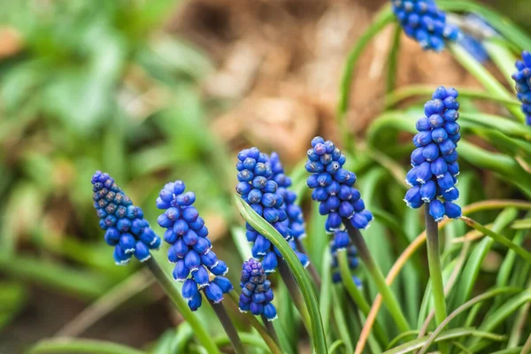 Muscari tavasszal kék virágok a kertben, a napfényben. Szelektív fókusz. Homály — Stock Fotó