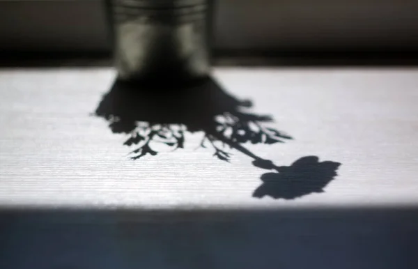 La sombra de una flor, buttercup, rosas en una maceta en un alféizar de la ventana. Abstracción, espacio de copia. Monocromo. Blanco y negro — Foto de Stock