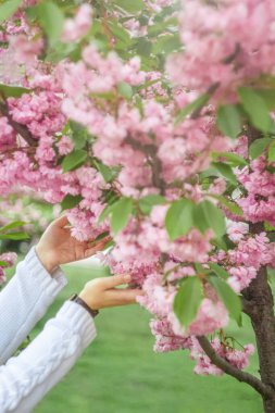 Ukrayna 'nın Kiev kentindeki çiçek açan pembe sakura ağacına dokunan beyaz örgü kazaklı kadın elleri. Seçici odak, bulanık, kopyalama alanı.