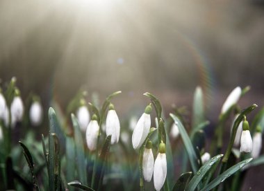Bahar çiçekleri ormandaki beyaz kar damlaları güneş ışığı, ışınlar. Seçici odaklanma, bulanık. Kavram, baharın başlangıcı. Boşluğu kopyala.