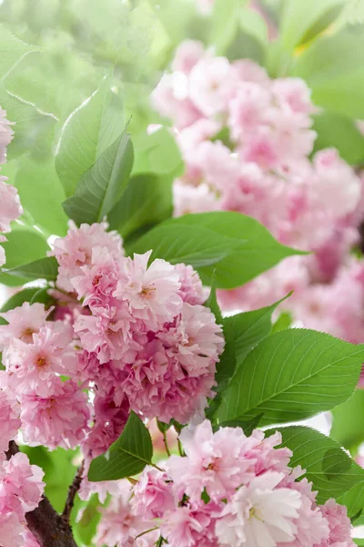 Fondo de flores de sakura rosa en flor en un árbol a la luz del sol. Primer plano, enfoque selectivo, desenfoque. Copiar espacio . — Foto de Stock