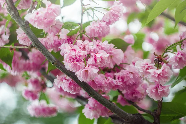 Fondo de flores de sakura rosa en flor en un árbol a la luz del sol. Primer plano, enfoque selectivo, desenfoque. Copiar espacio . — Foto de Stock