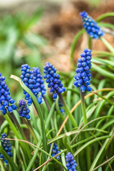 Muscari lente blauwe bloemen in de tuin, in het zonlicht. Selectieve focus. Vervagend — Stockfoto