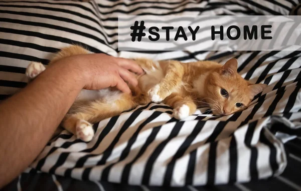 수컷 손은 검정 색 과 흰색 줄무늬 침대에 누워 있는 행복 한 빨간 머리 고양이를 쓰다듬는다. 집에 문자 메시지가 있다. 세계적 유행병 이 발생 할 때는 집을 떠나 사랑하는 사람들 과 함께 시간을 보내지 않는다는 개념이다 — 스톡 사진