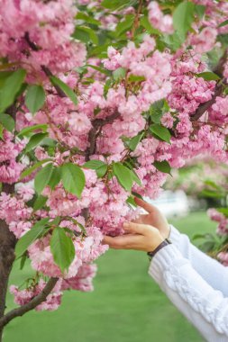Ukrayna 'nın Kiev kentindeki çiçek açan pembe sakura ağacına dokunan beyaz örgü kazaklı kadın elleri. Seçici odak, bulanık, kopyalama alanı.