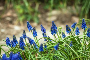 Muscari bahçede, güneş ışığında mavi çiçekler açıyor. Seçici odaklanma. Bulanık