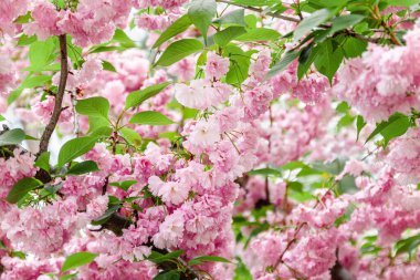 Pembe sakura çiçeklerinin arka planı güneş ışığında bir ağaçta çiçek açıyor. Yakın çekim, seçici odaklanma, bulanıklık. Boşluğu kopyala.